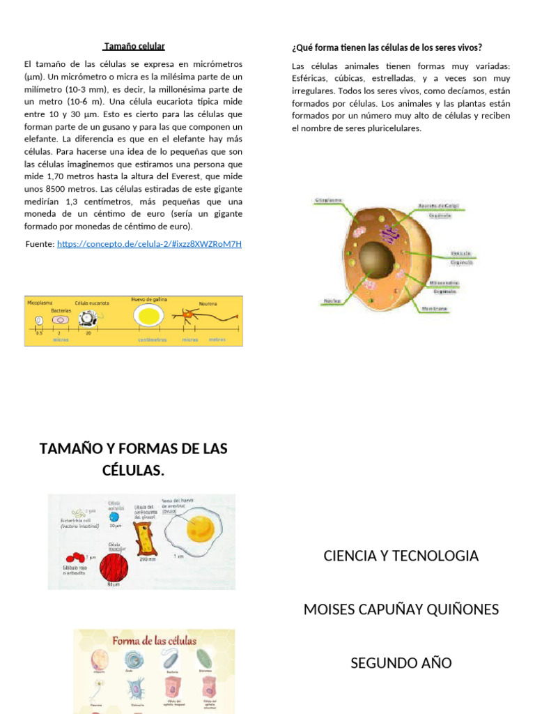 Tamaño y formas de las células | PDF