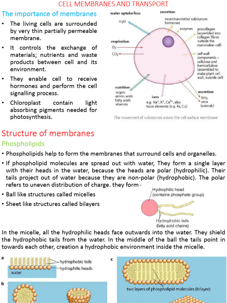 Cell Membrane and Transport | PDF | Cell Membrane | Cell Signaling