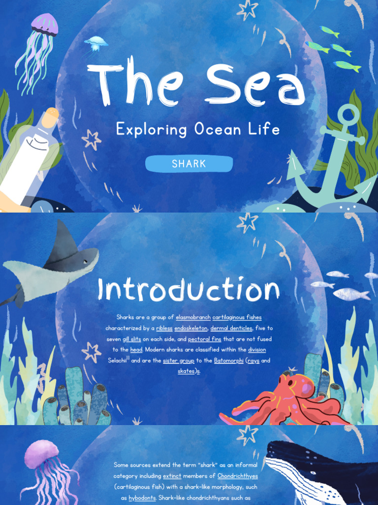 Shark | PDF | Sharks | Elasmobranchii