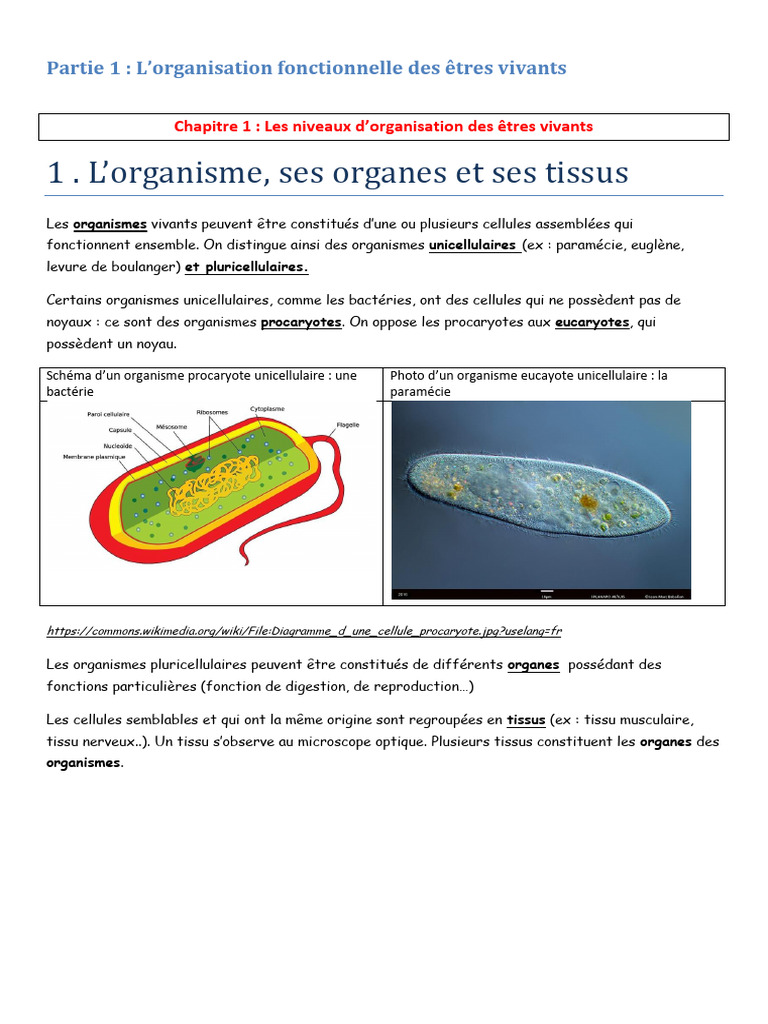 Niveaux d'organisation des êtres vivants | PDF | Cellule (Biologie) | ADN