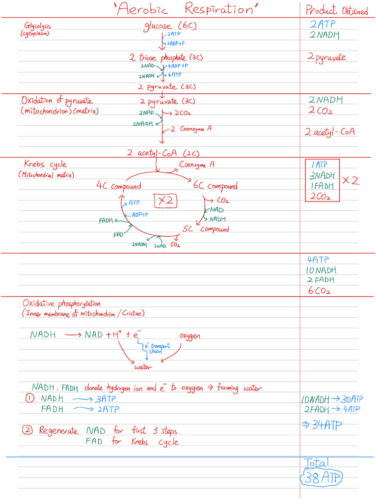 Aerobic Respiration | PDF | Cellular Respiration | Adenosine Triphosphate