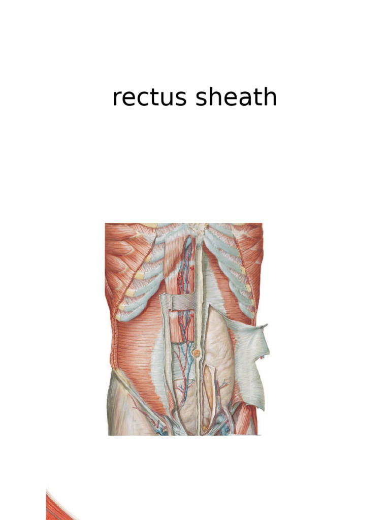 rectussheath-1 | PDF