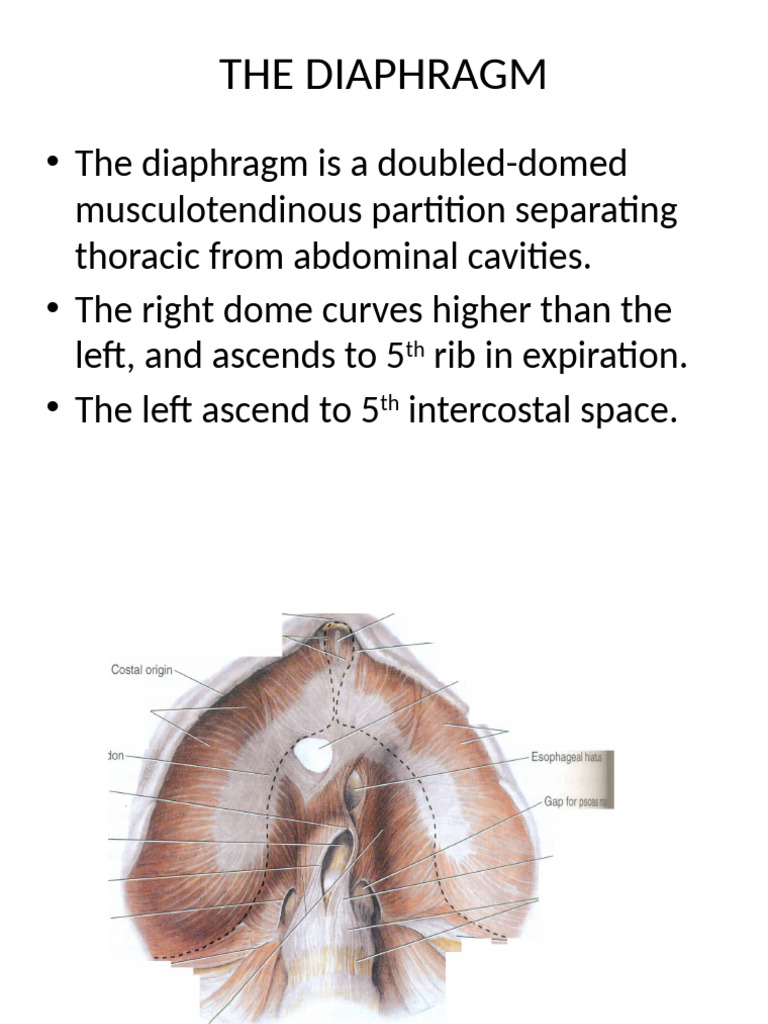 Anatomy and Function of the Diaphragm | PDF | Aorta | Thorax (Human ...
