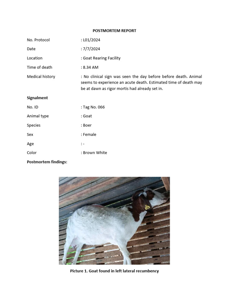 Post Mortem Report Pregnant Goat 066 | PDF