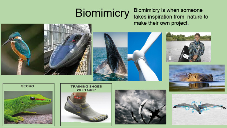 Bio Mimicry | PDF