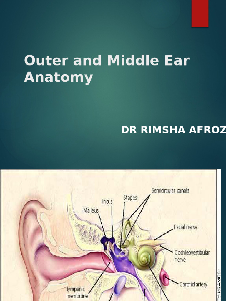 Anatomy of the Outer and Middle Ear | PDF | Ear | Senses