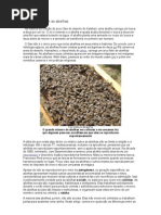 Como Funcionam as Abelhas