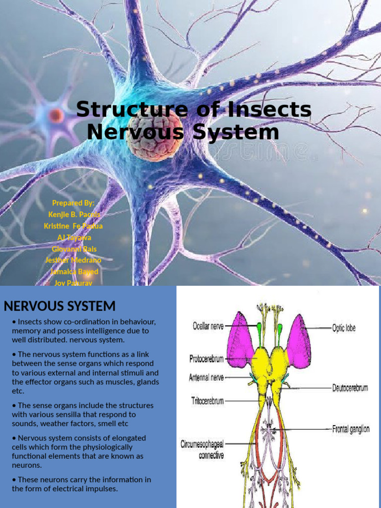 Insect Nervous System Structure Explained | PDF | Nervous System ...