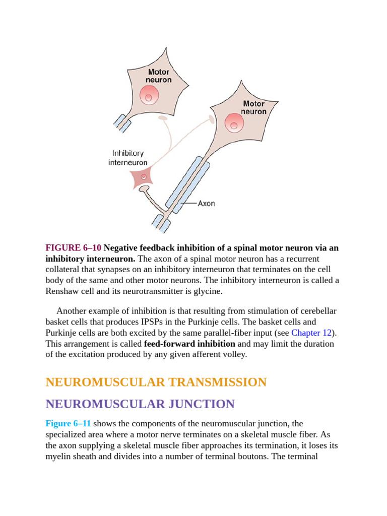 Neuromuscular Junction and Inhibition Mechanisms | PDF | Neuromuscular ...