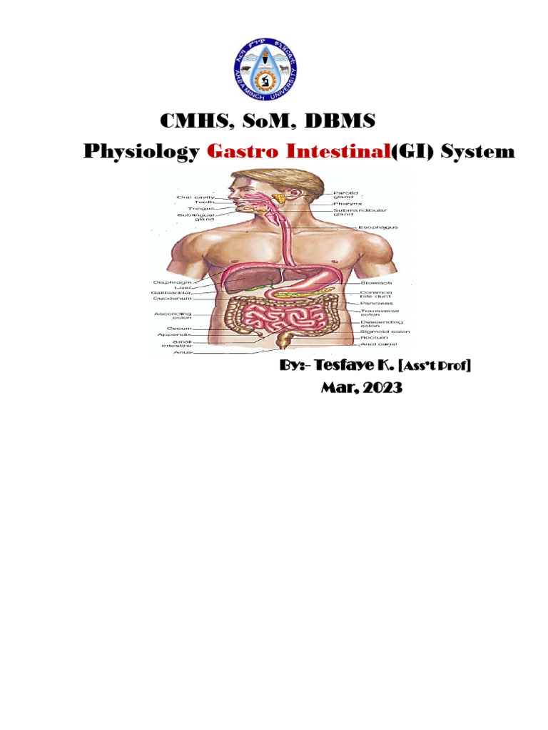 Functions and Structure of the GI System | PDF | Stomach ...