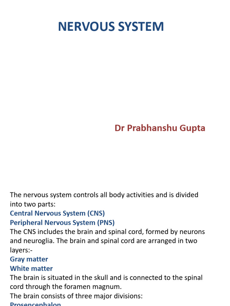 Cns | PDF | Axon | Nervous System