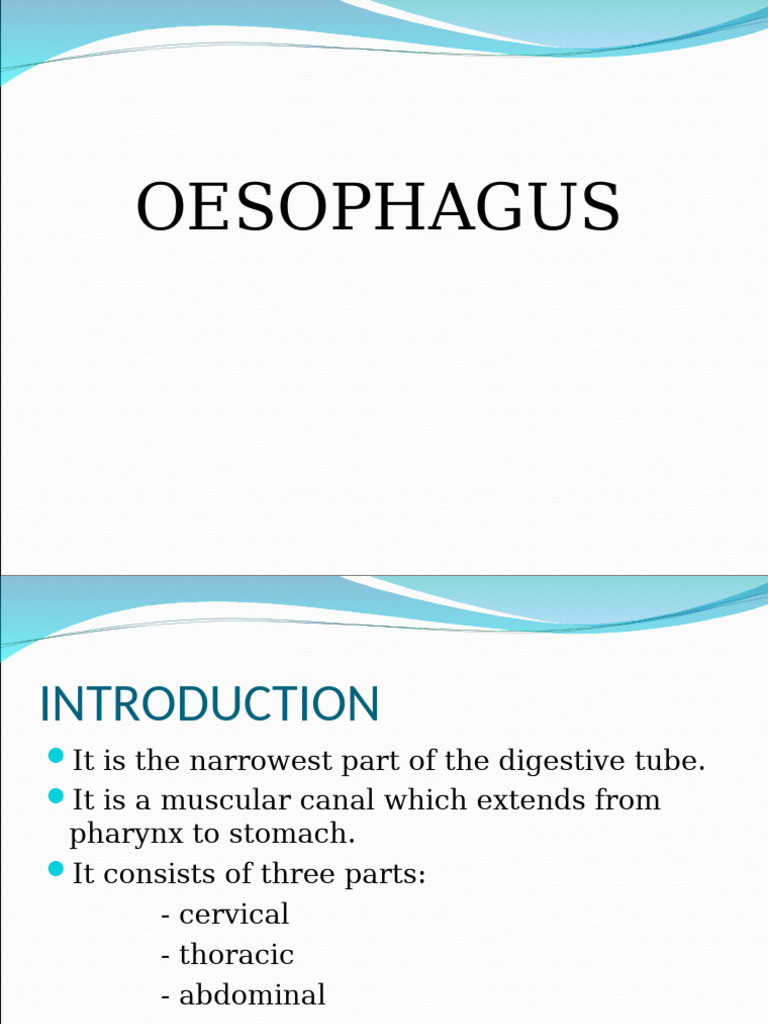 Oesophagus and Stomach | PDF | Stomach | Esophagus