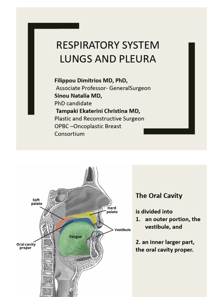 Anatomy of the Lungs and Pleura | PDF | Lung | Thorax