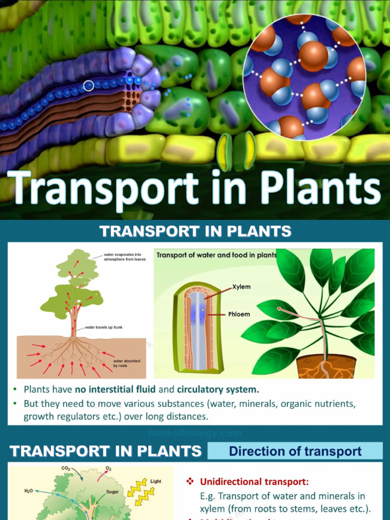 Transport in Plants | PDF