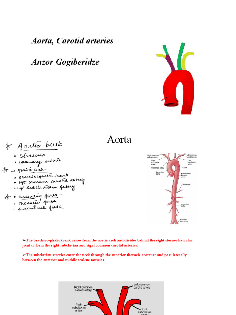 Body Structure 3 - Topic 2 | PDF | Common Carotid Artery | Aorta