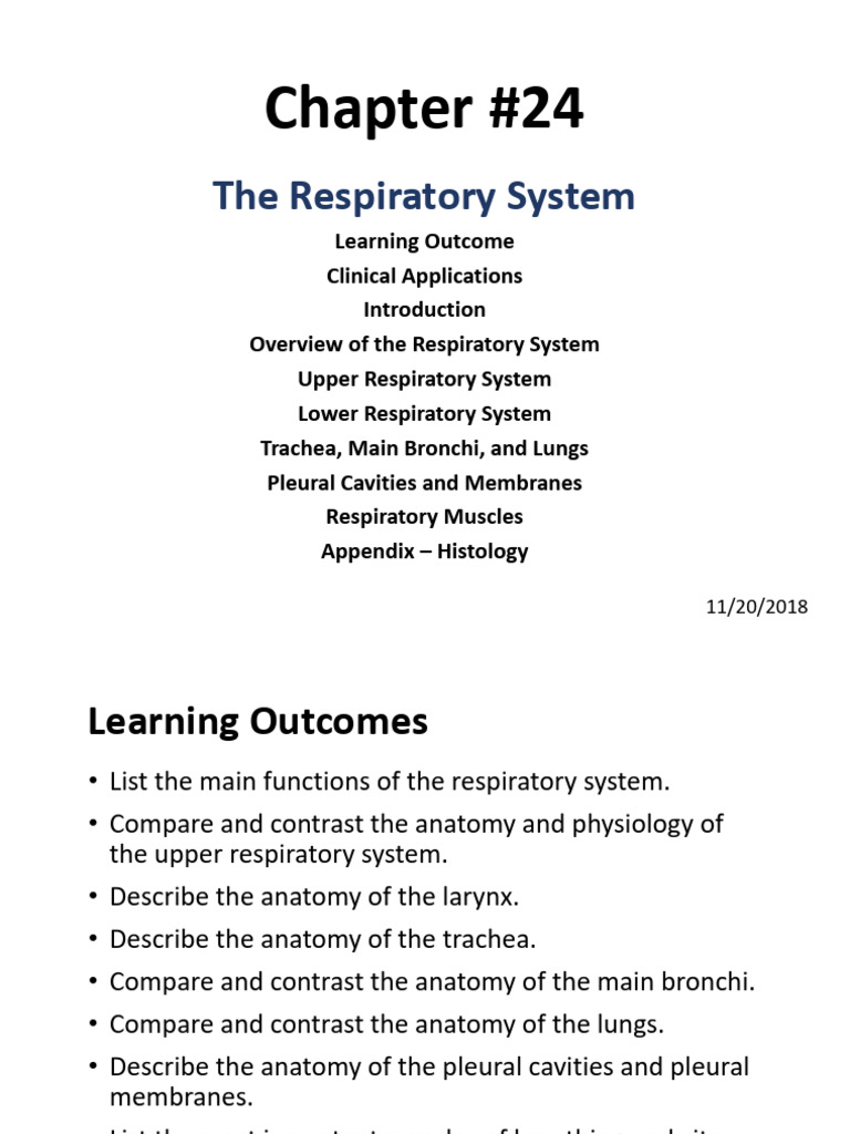 Overview of the Respiratory System | PDF | Respiratory Tract | Lung