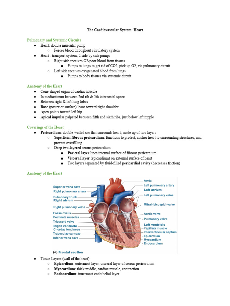 The Cardiovascular System: Heart PDF | PDF | Heart | Heart Valve