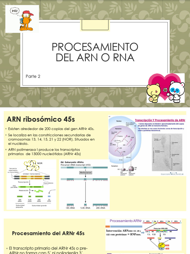 Documento 6 | PDF | Rna | Rna ribosomal