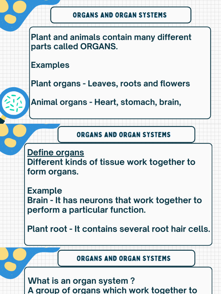Understanding Organs and Organ Systems | PDF