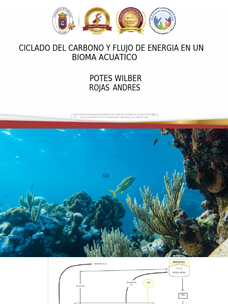 Ciclado Del Carbono y Flujo de Energia en Un Bioma Acuatico Potes ...