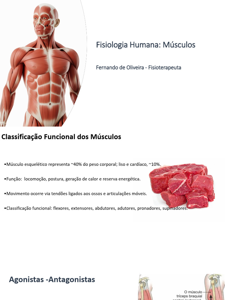 Fsio_Musculos (3) | PDF | Músculo | Anatomia