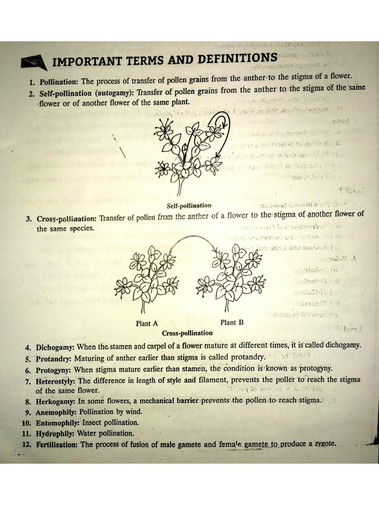 Pollination & Fertilisation Notes - Chapter 4 | PDF