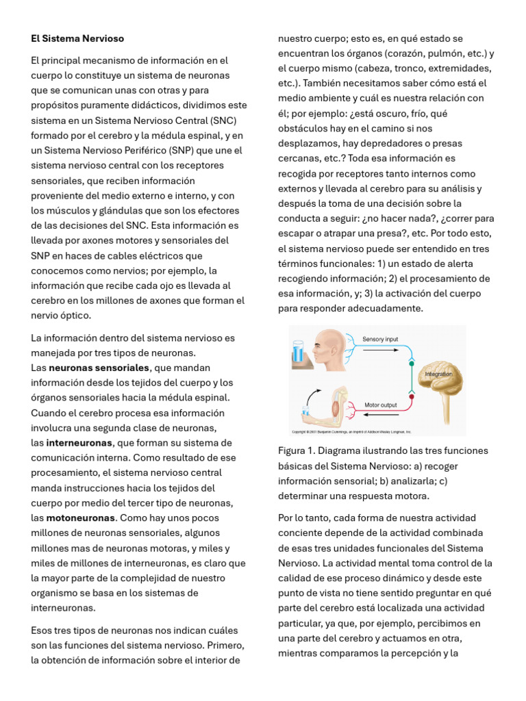 Estructura y Funciones del Sistema Nervioso | PDF | Cerebro | Sistema ...