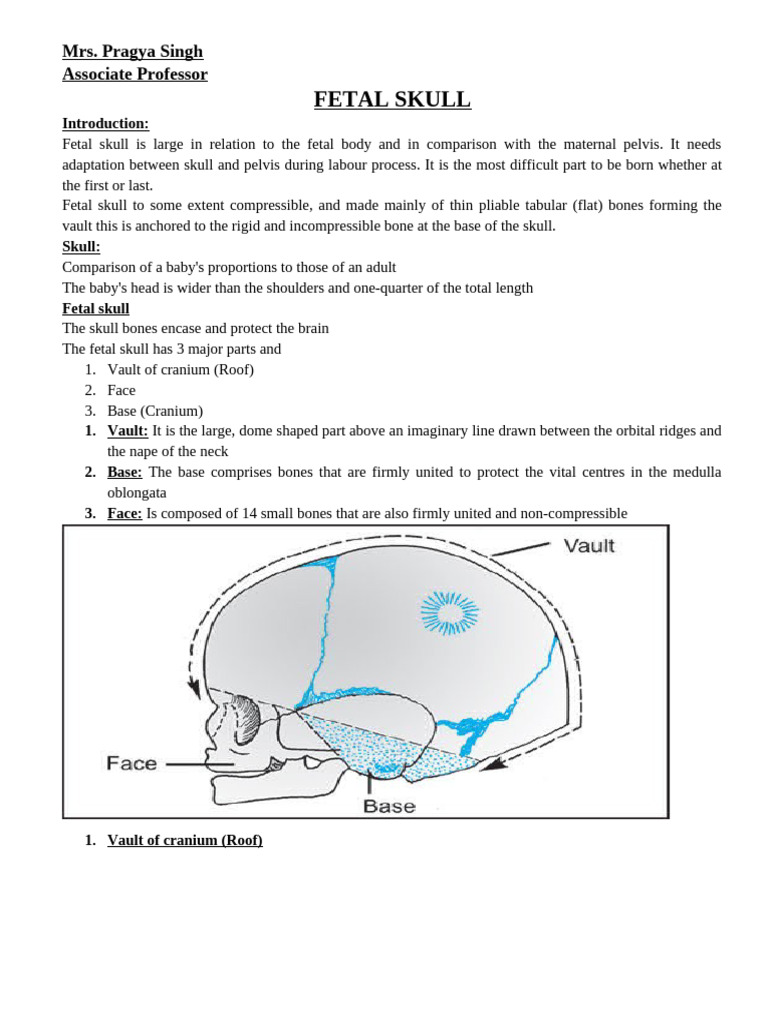 Understanding the Fetal Skull Anatomy | PDF | Skull | Human Nose