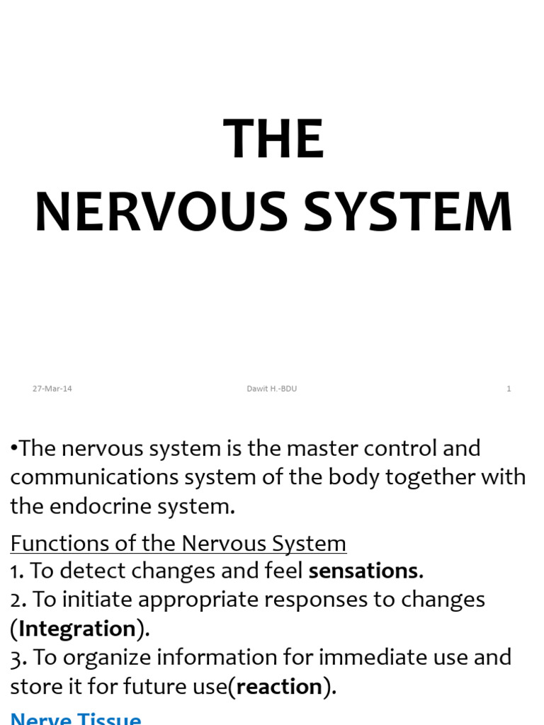 3 The Nervous System | PDF | Spinal Cord | Central Nervous System