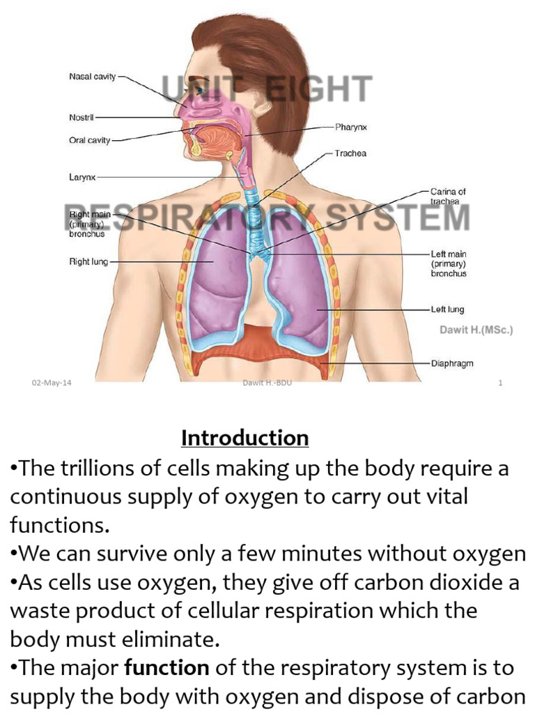 Overview of the Respiratory System | PDF | Lung | Respiratory Tract