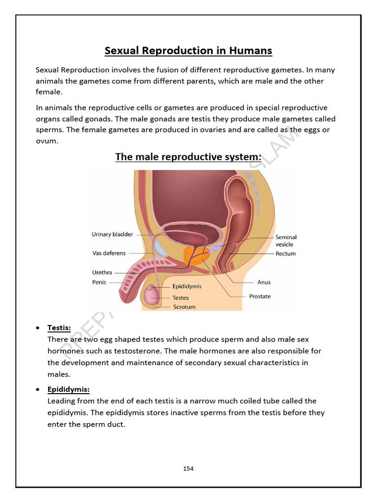 Human Sexual Reproduction Overview | PDF | Hiv/Aids | Menstrual Cycle