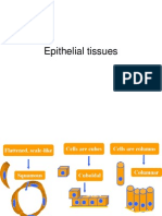 Epithelial Tissues