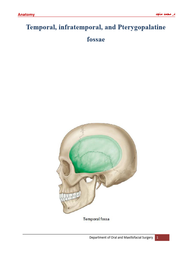 Anatomy of Temporal and Infratemporal Fossae | PDF | Skeletal System ...