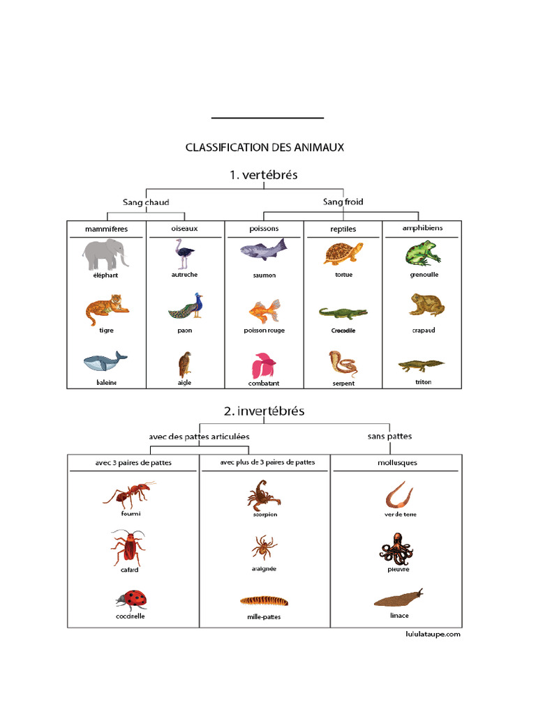 Animaux Vertebre Et Invertebre Ok | PDF