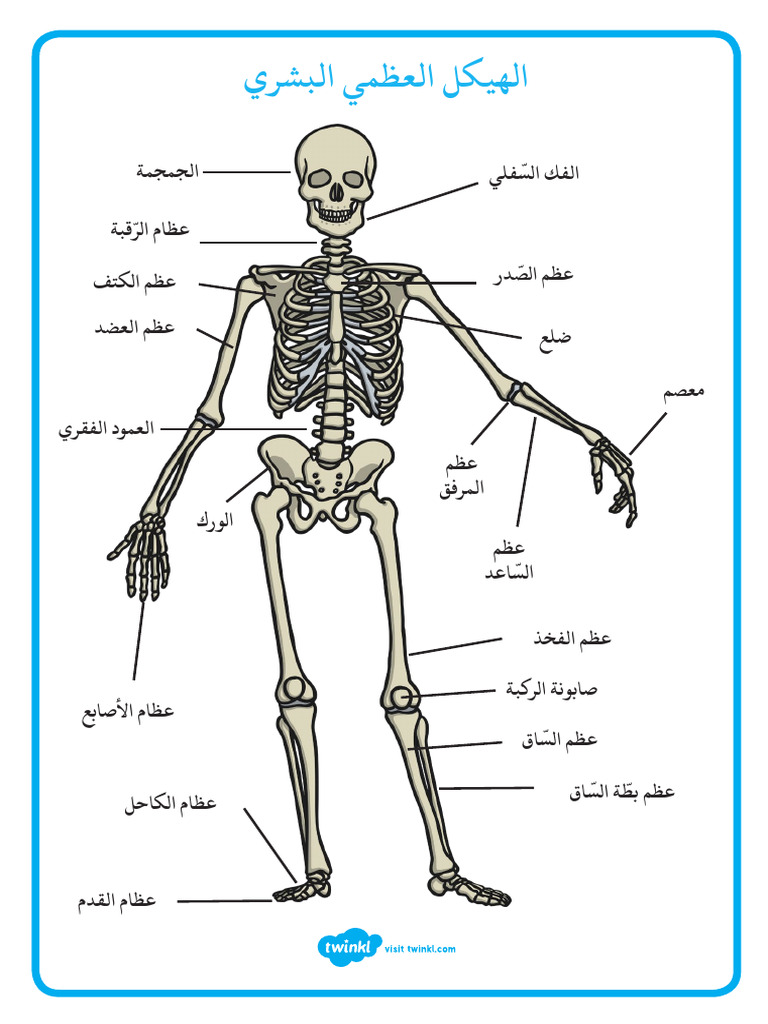 Ui2 SC 142 Human Skeleton Activity Sheets Arabic | PDF