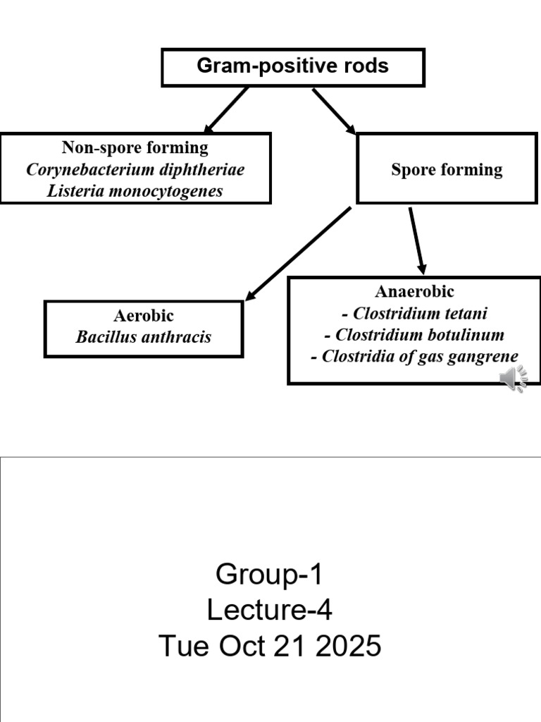 Gram-Positive Rods and Their Pathogens | PDF | Anthrax | Medical ...