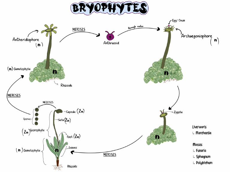 Botany Compiled | PDF