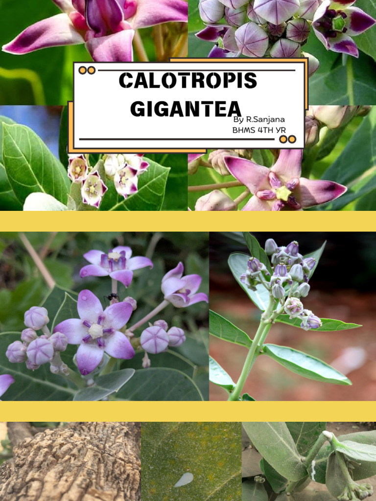 Calotropis, Merc - Sulph | PDF | Pain | Vomiting