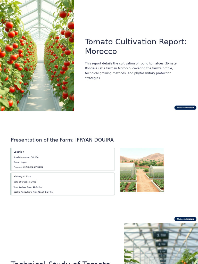 Tomato Cultivation Report Morocco | PDF | Tomato | Pest (Organism)