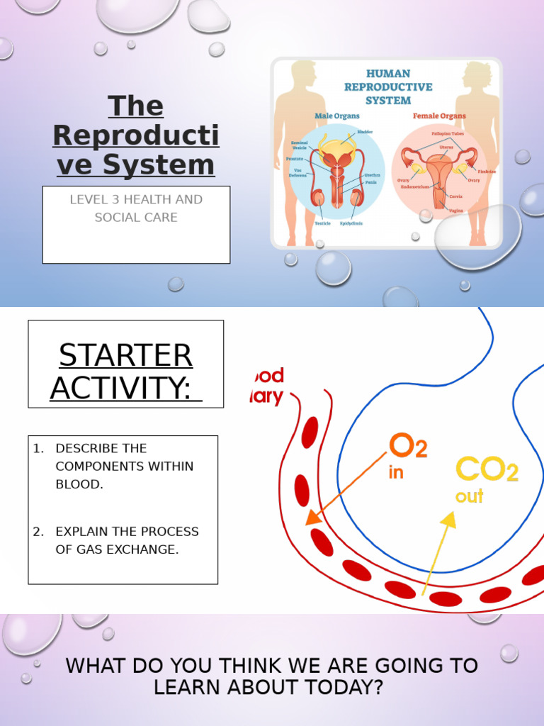 Reproductive System Overview for Care Level 3 | PDF | Human ...