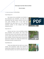 Download Gejala Kekurangan Unsur Hara Makro Dan Mikro by Harry SN94136385 doc pdf