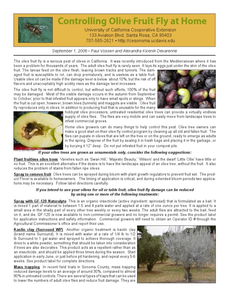 Controlling Olive Fruit Fly Olive Fly