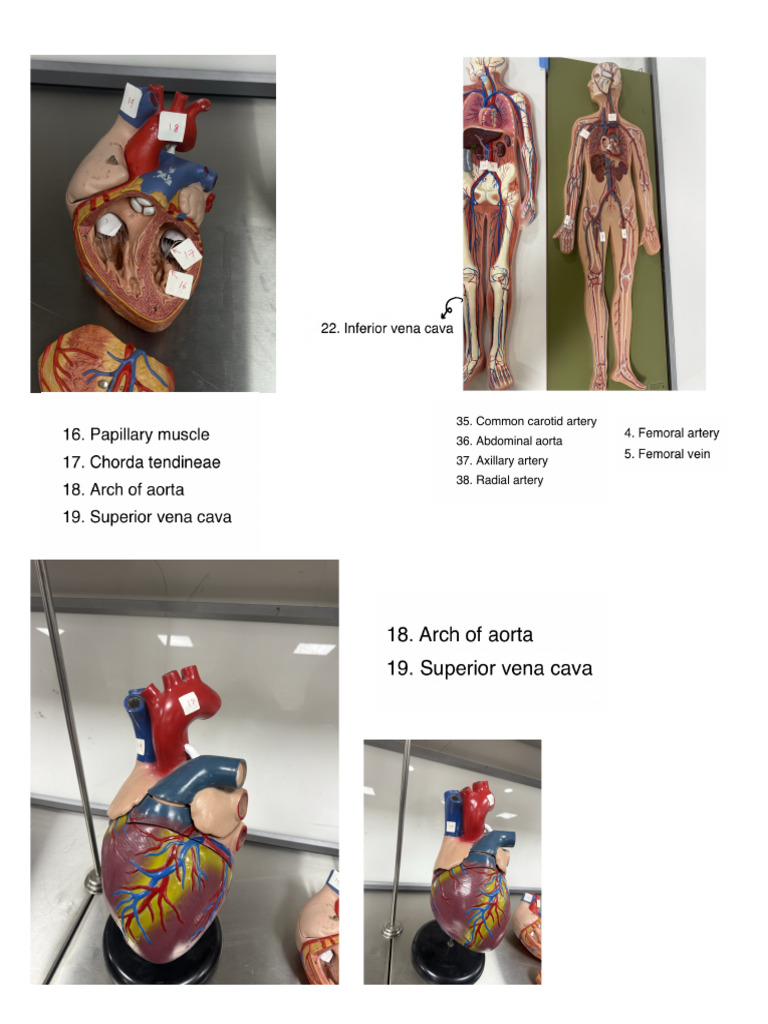 Anatomy Lab | PDF