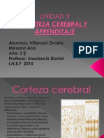 Corteza Cerebral II