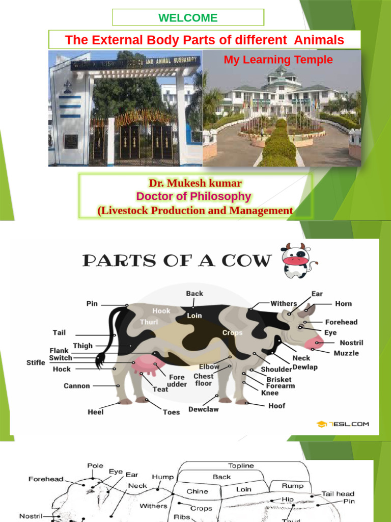 The External Body Parts of Different Animals: Welcome | PDF | Human Anatomy