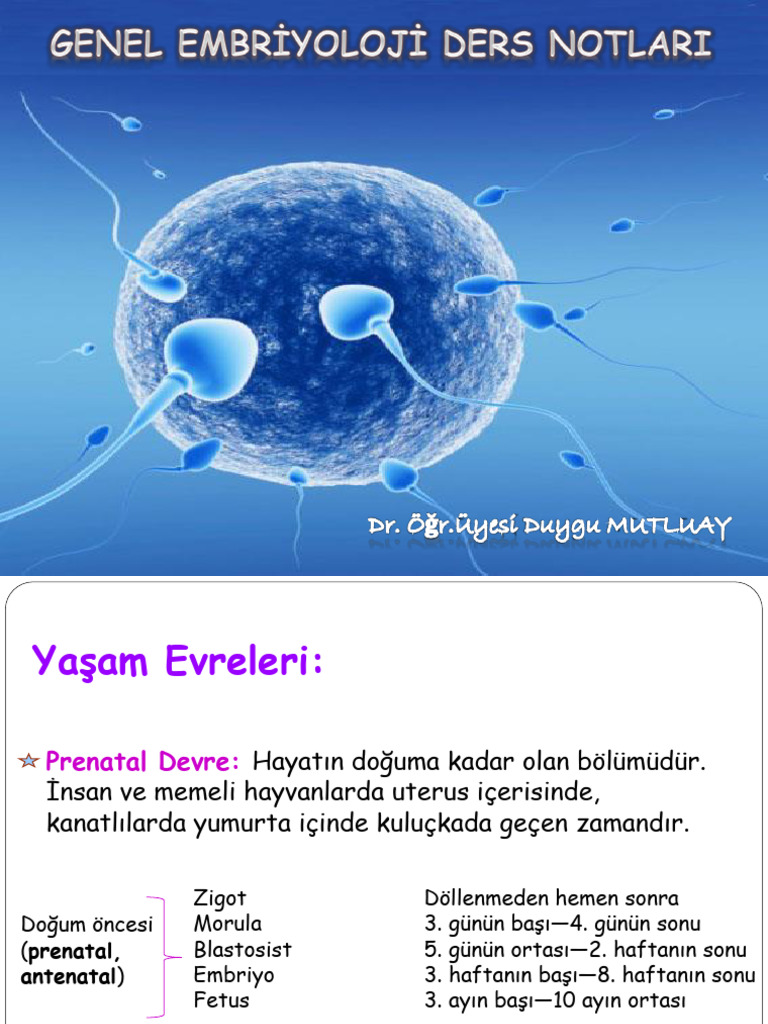 Embriyoloji | PDF