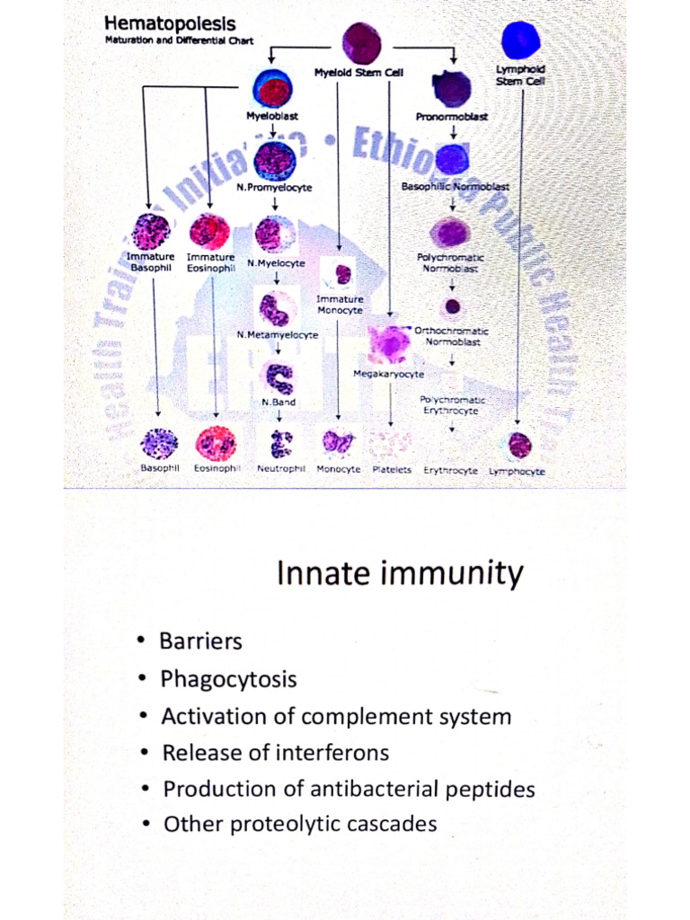 Leucocytes Function I and Innate Immunity | PDF