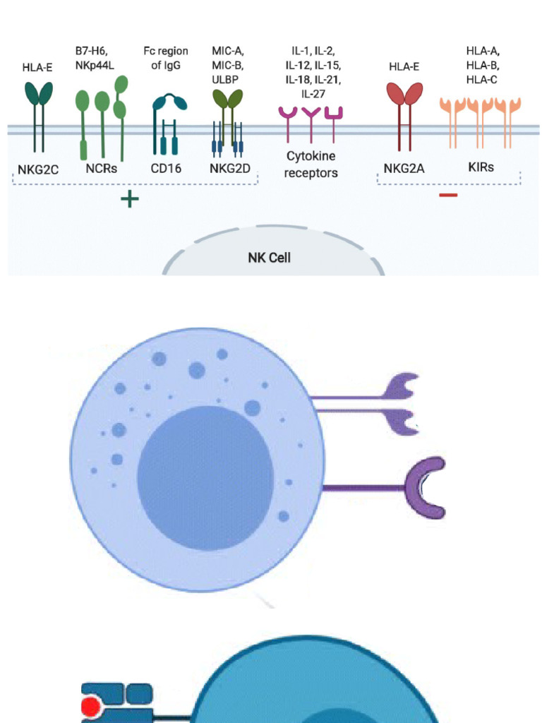 NK Cell Clas | PDF