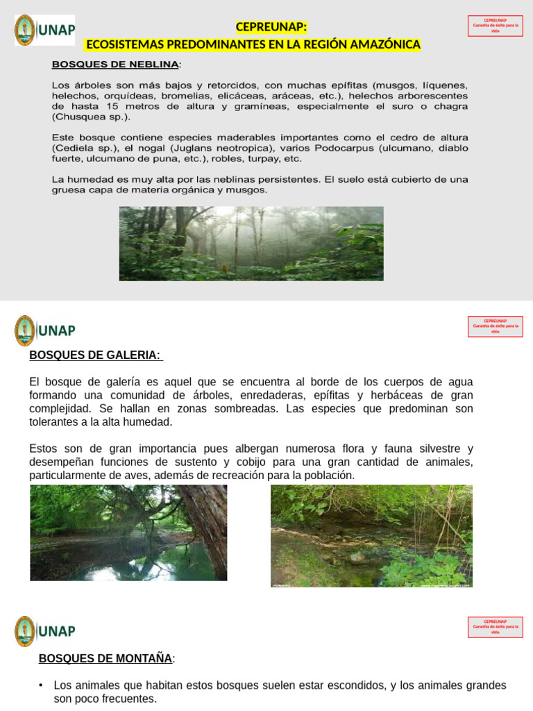 Ecosistemas Amazónicos: Bosques y Aguas | PDF | Ecosistema | Los bosques