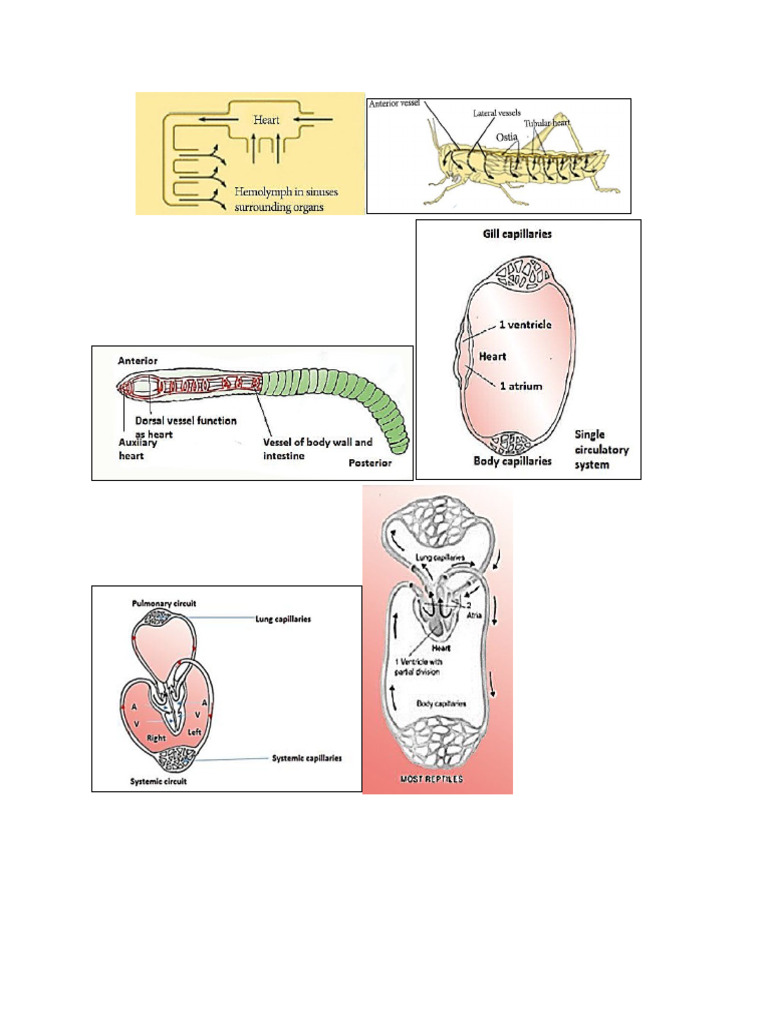 Heart Bio | PDF